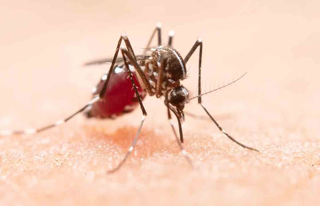 Dengue Fever In Bali Medi-Call